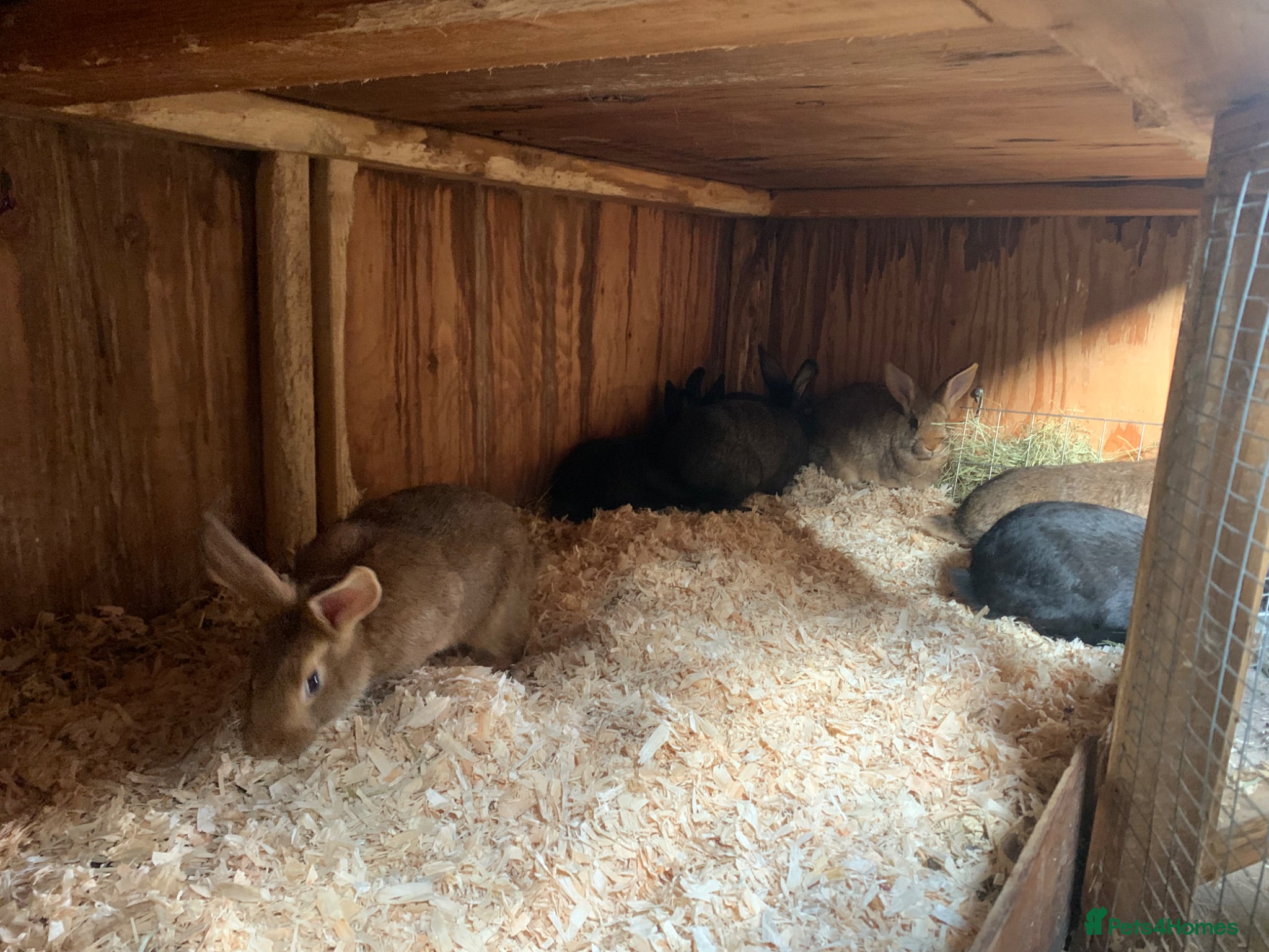 New Zealand rabbits for sale: Mixed New Zealand’s  - Advert 5