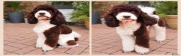 Miniature Poodle dogs for stud: Stunning Fully health tests Poodle - Advert 3