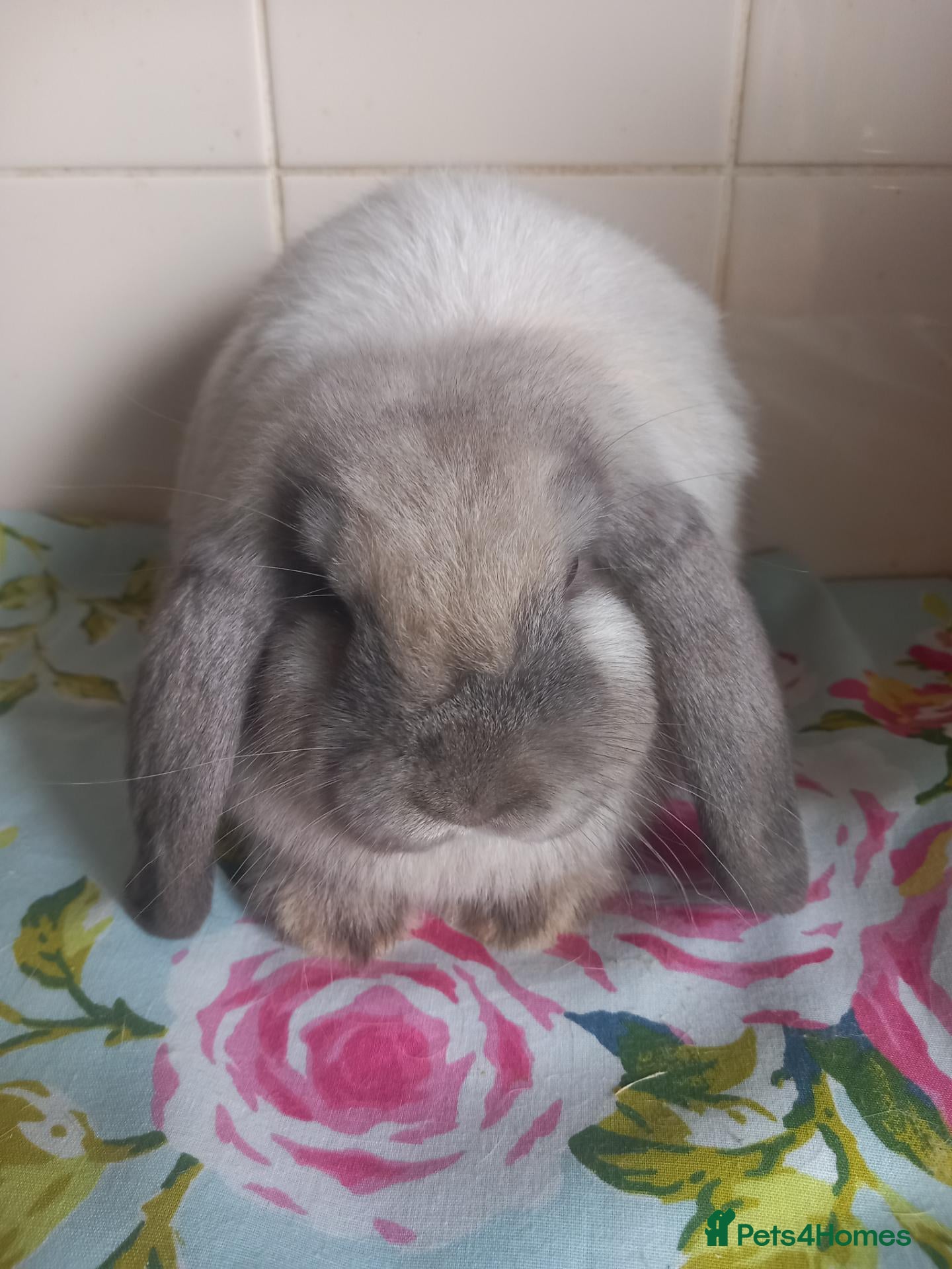 Mini Lop rabbits Pedigree Mini Lops - Advert 1