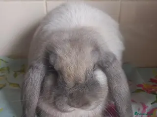 Mini Lop rabbits Pedigree Mini Lops - Advert 1