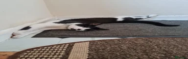 PATCH