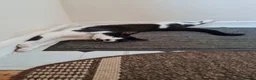 Mixed Breed cats for sale: Beautiful Plush, Fluffy Kittens - RAGBRITS CROSS - Advert 26