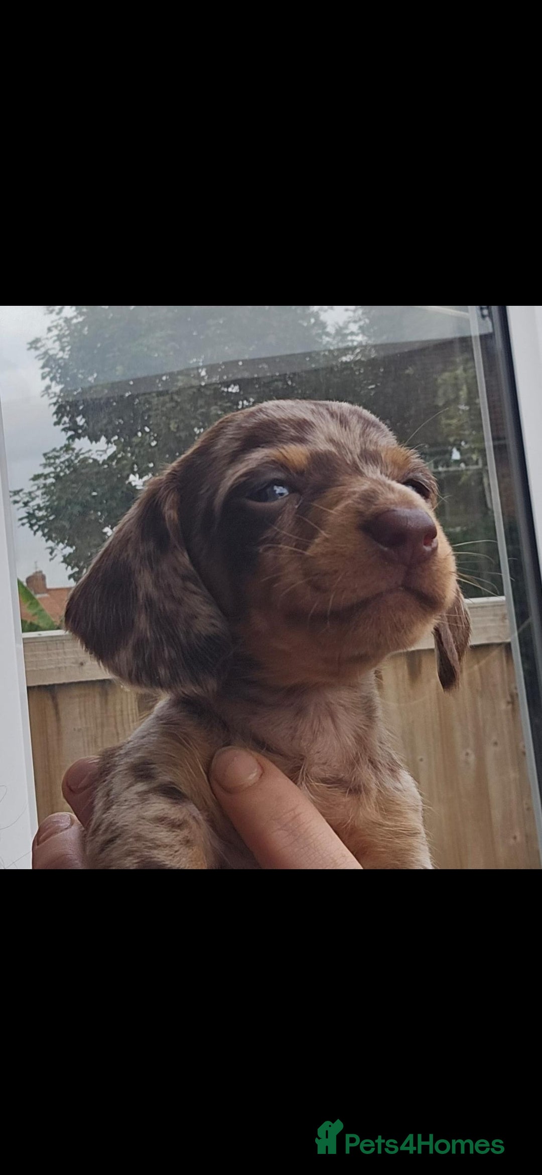 Miniature Dachshund dogs for sale: KC REGISTERED miniature DACHSHUND!!  - Image 4