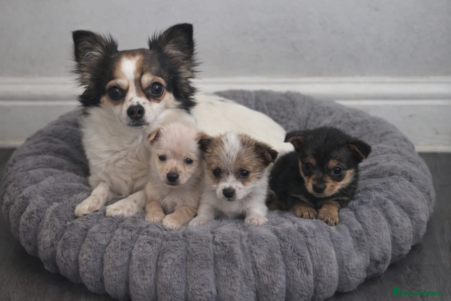 Jack Chi dogs Stunning chihuahua x jack russell pups - Advert 11