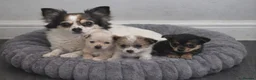 Jack Chi dogs for sale: Stunning chihuahua x jack russell pups - Advert 1