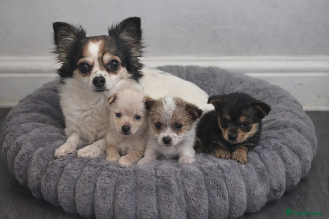 Jack Chi dogs for sale: Stunning chihuahua x jack russell pups - Advert 1