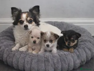 Jack Chi dogs Stunning chihuahua x jack russell pups - Advert 11