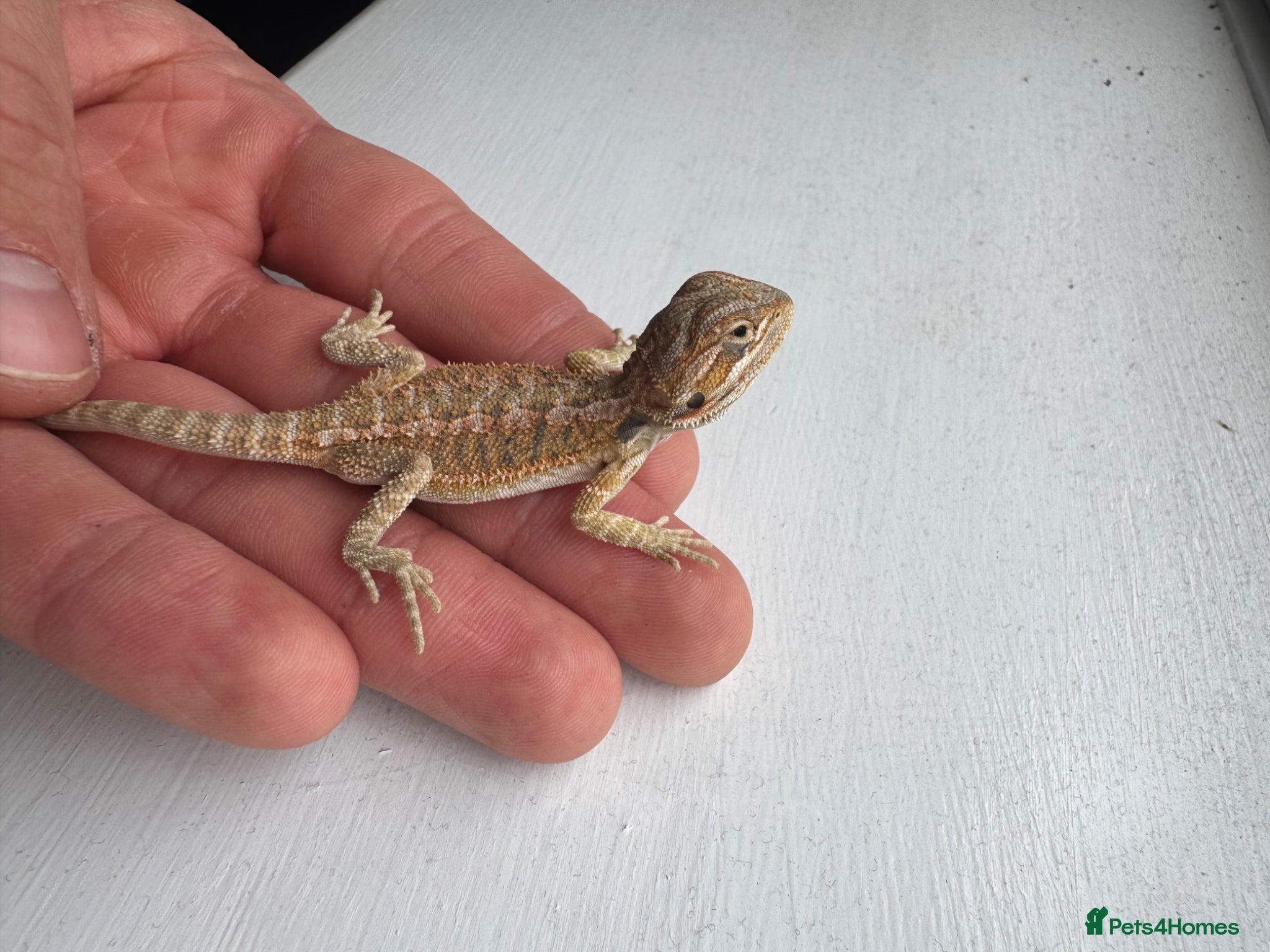 Bearded Dragon reptiles Baby Bearded Dragons for sale  - Advert 2