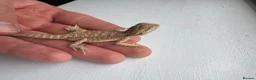 Bearded Dragon reptiles for sale: Baby Bearded Dragons for sale  - Advert 1