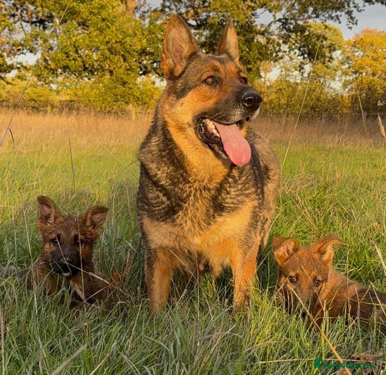 German Shepherd dogs for sale: Beautiful German shepherd x Belgian shepherd pups - Advert 1