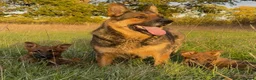 German Shepherd dogs for sale: Beautiful German shepherd x Belgian shepherd pups - Advert 1