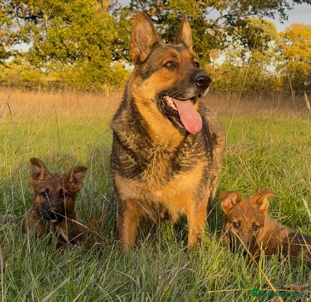 German Shepherd dogs for sale: Beautiful German shepherd x Belgian shepherd pups - Advert 1