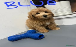 Coton De Tulear dogs for sale: Cotonoodle - Image 10