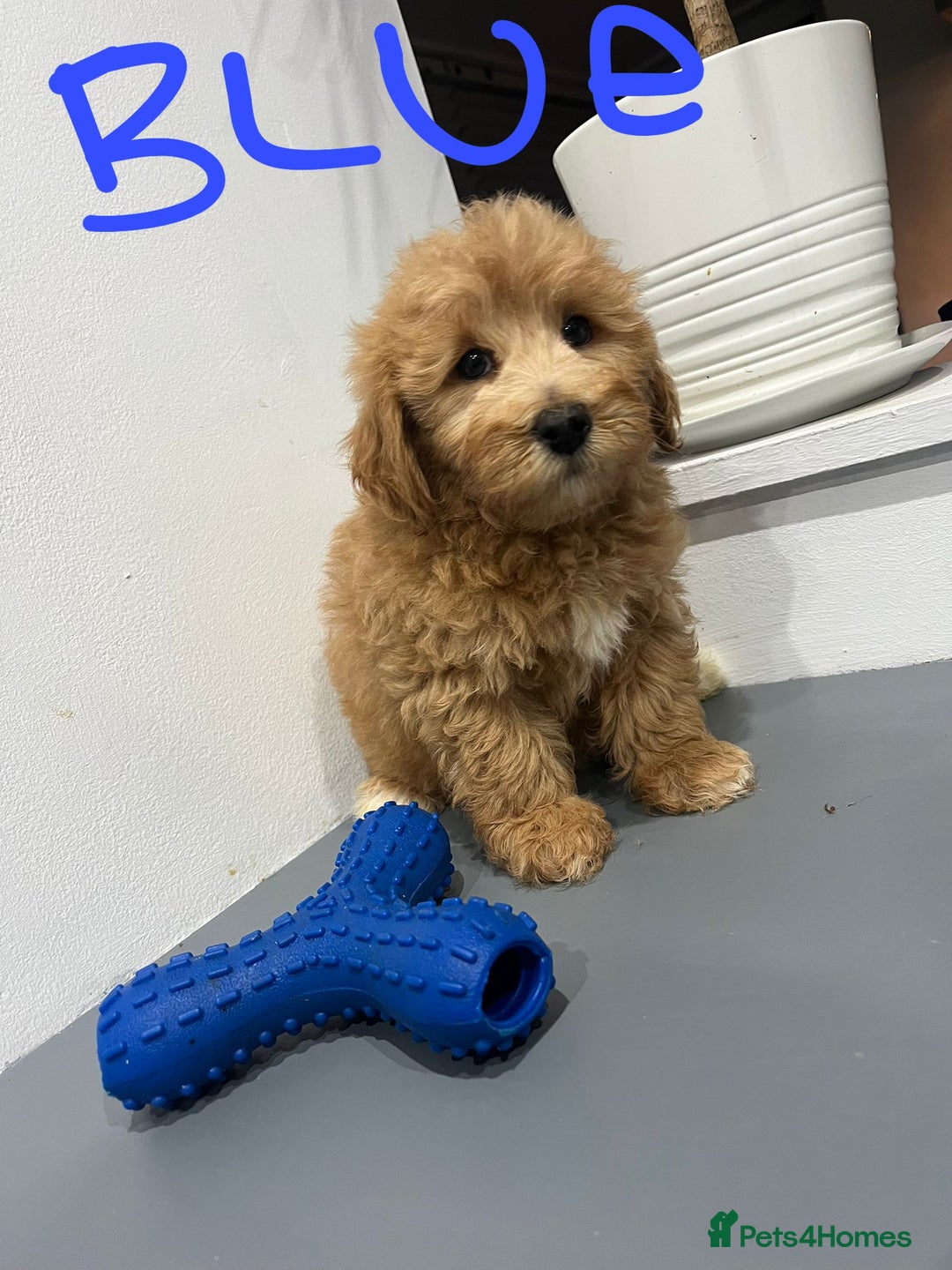 Coton De Tulear dogs for sale: Cotonoodle - Image 10