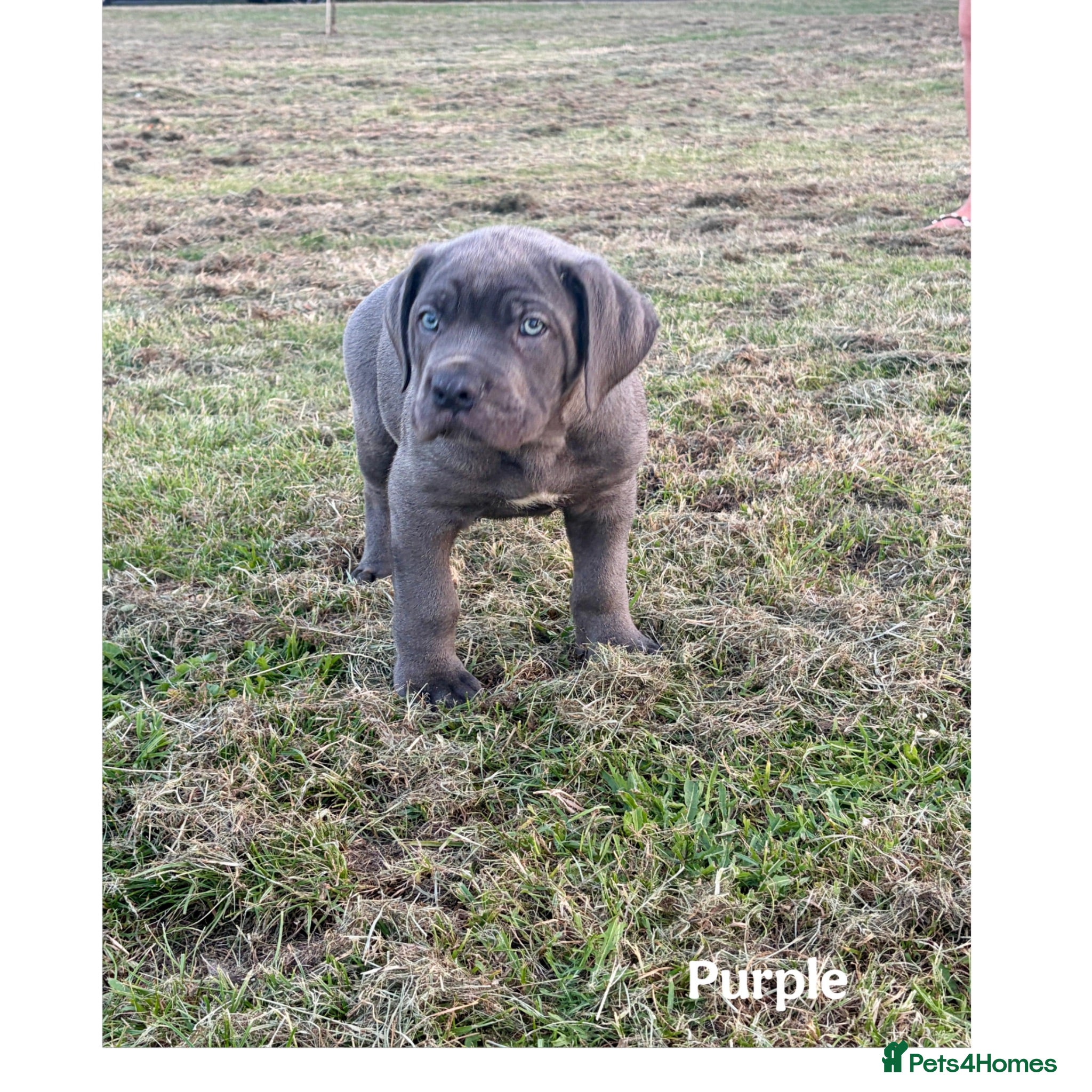 Cane Corso dogs Gorgeous Cane Corso Puppies  - Advert 1