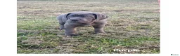 Cane Corso dogs for sale: Gorgeous Cane Corso Puppies  in Bishop's Stortford - Advert 1