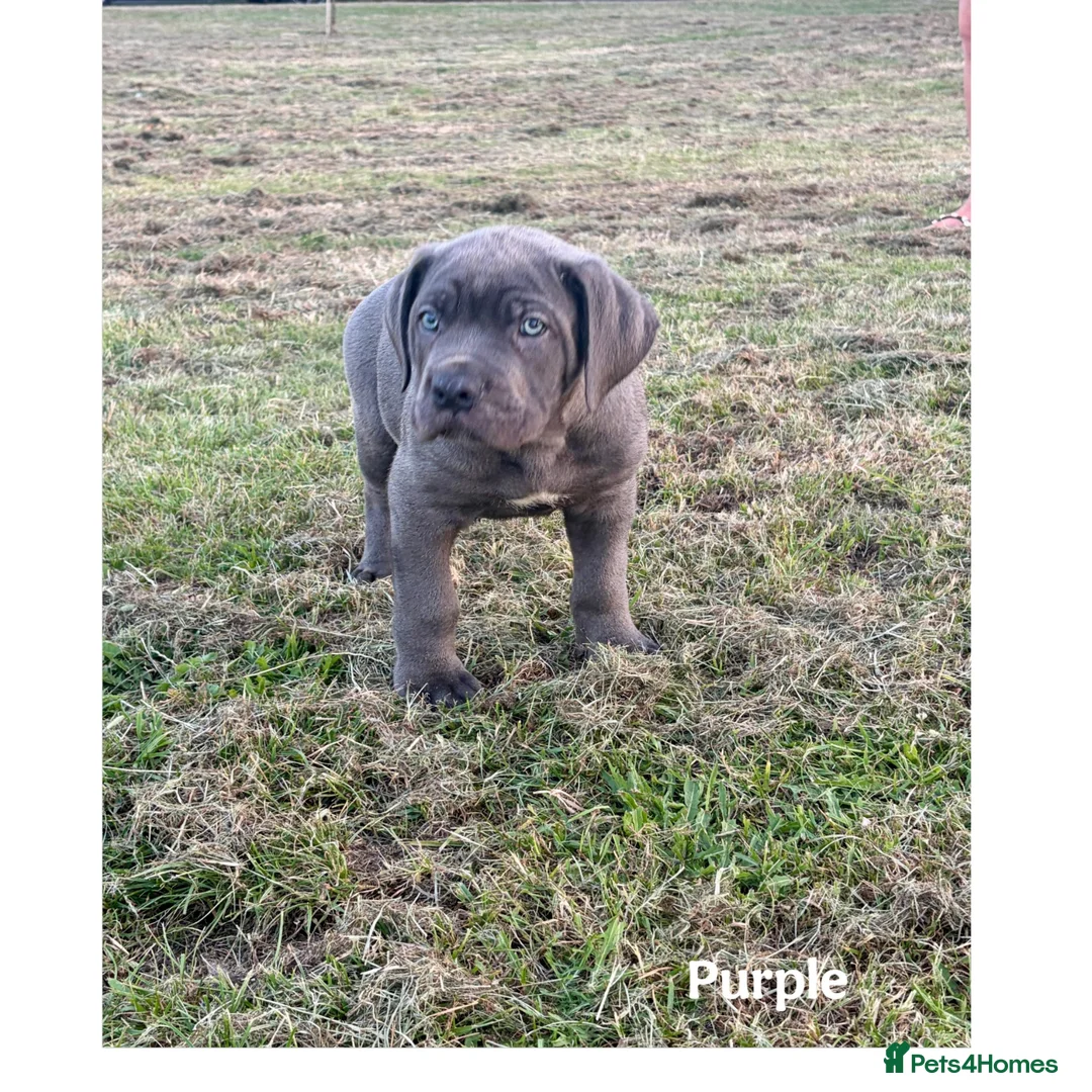 Cane Corso dogs for sale: Gorgeous Cane Corso Puppies  in Bishop's Stortford - Advert 1