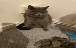 British Shorthair cats for sale: British shorthair kitten - Image 2