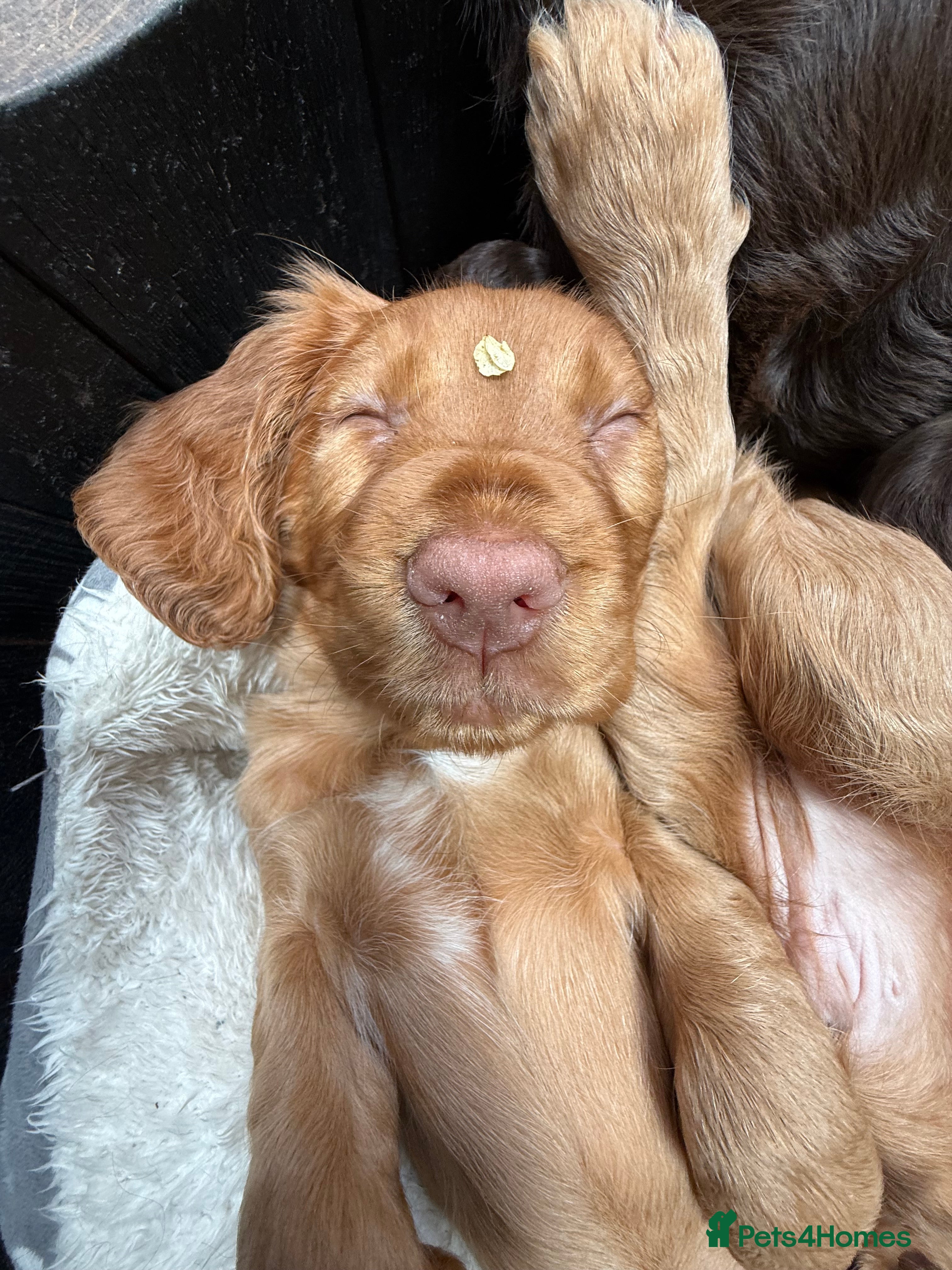 Cocker Spaniel dogs LAST 2 Gorgeous blue eyed boy KC registered cocker - Advert 2