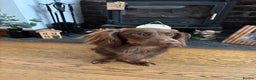 Miniature Dachshund dogs for stud: Long haired miniature dachshund stud - Advert 13