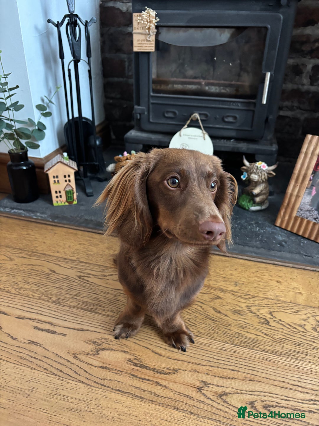 Miniature Dachshund dogs for stud: Long haired miniature dachshund stud - Advert 13