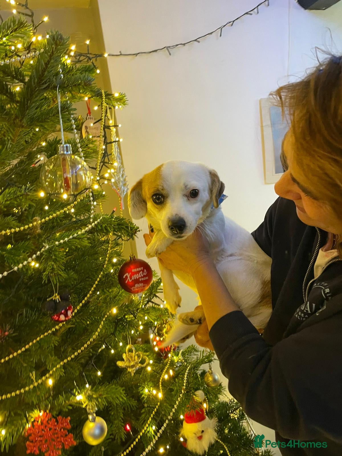 Mixed Breed dogs RONNA - a beautiful tiny girl, for a Loving Home - Advert 5