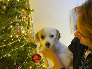 Mixed Breed dogs RONNA - a beautiful tiny girl, for a Loving Home - Advert 4