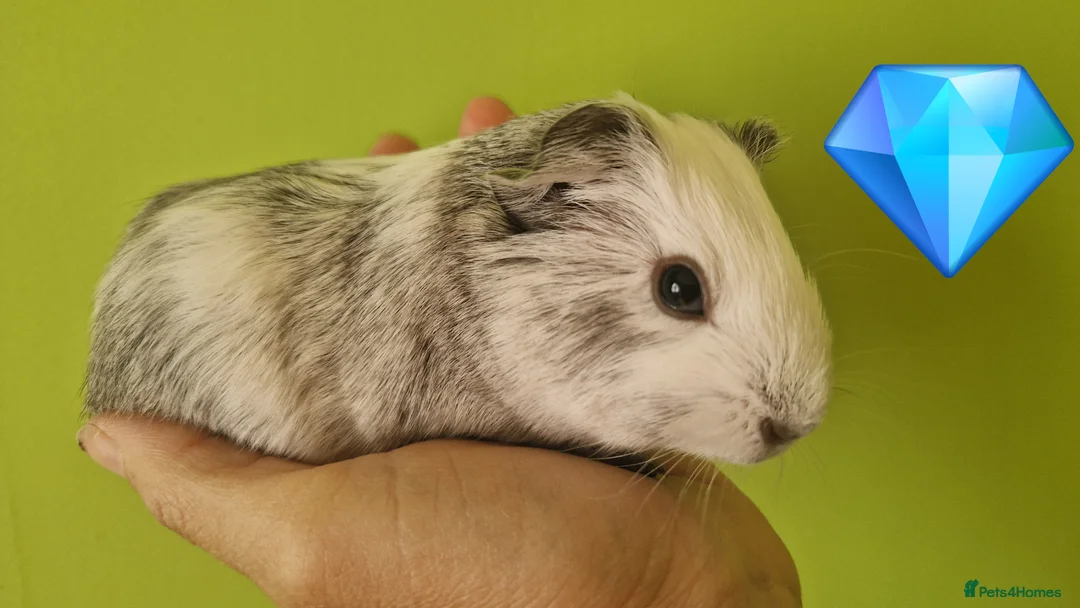 Guinea Pig rodents for sale: Teddy guinea pig - Advert 8