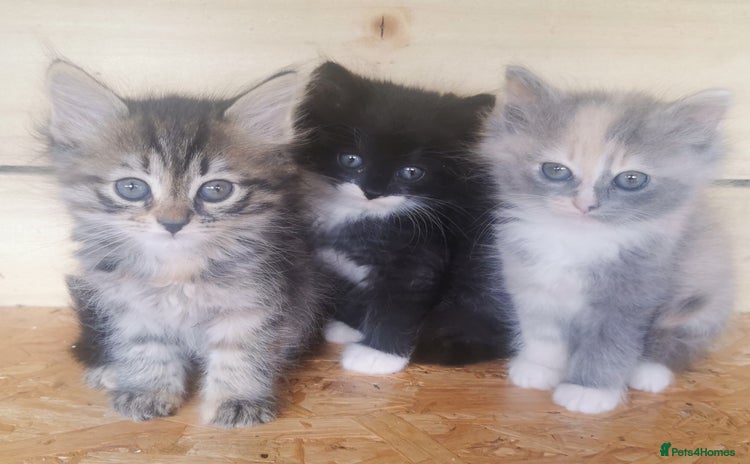 Siberian cats - Advert 4