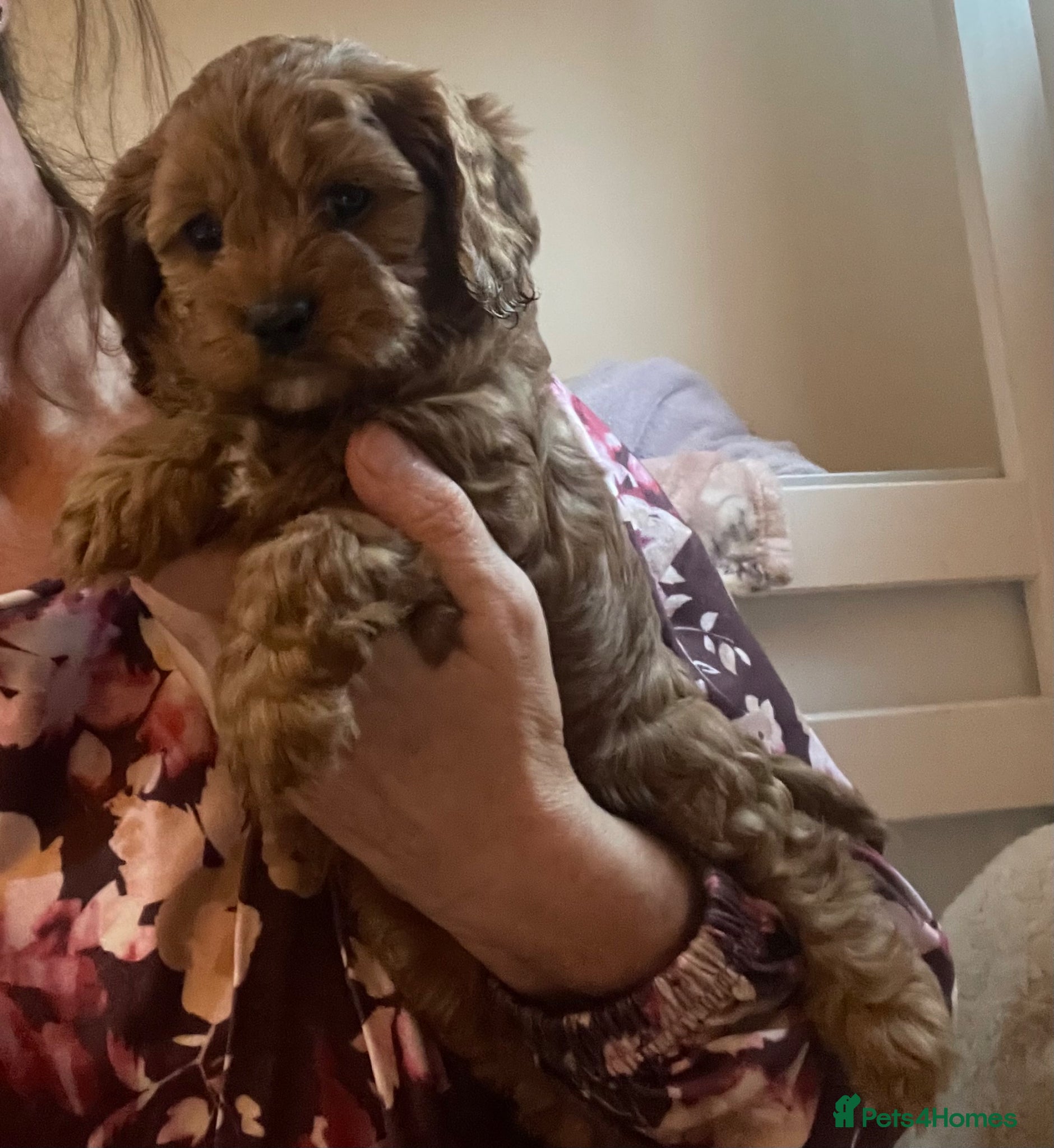 Cavapoo dogs Cavapoooo f1  - Advert 1