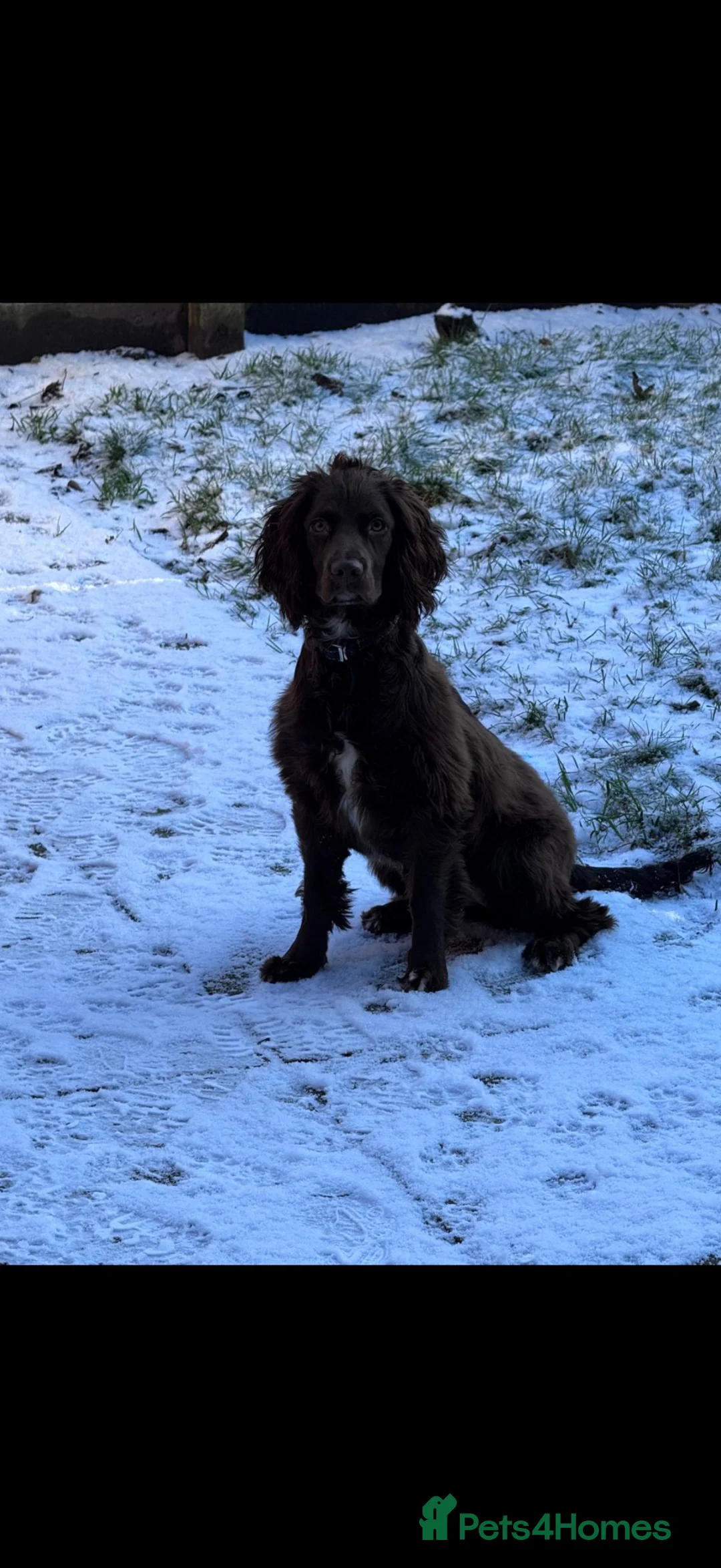 Cocker Spaniel dogs for sale: 2 cocker spaniel puppies  - Advert 1