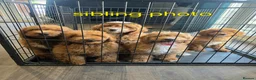 Labradoodle dogs for sale: Adorable F1B Miniature Labradoodle Pups 🐾🩷 - Advert 36