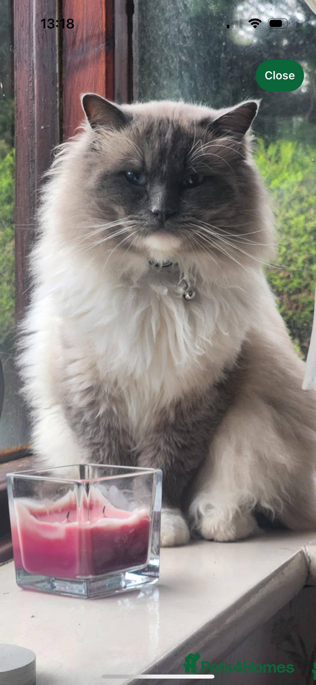 Ragdoll cats for sale: Stunning Ragdoll kittens  - Advert 3