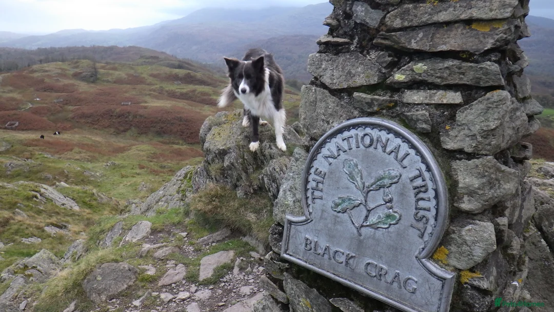 Border Collie dogs for stud: proven border collie at stud - Advert 40