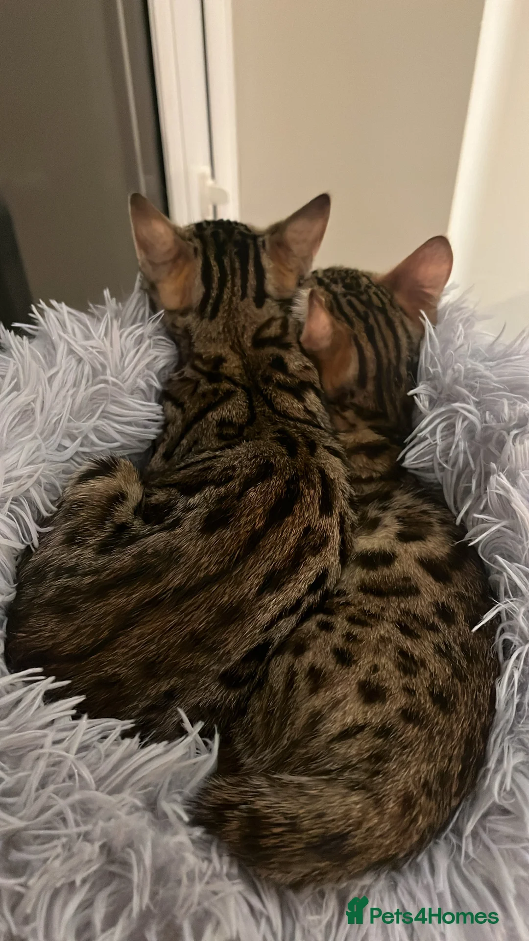Bengal cats for sale: 13 week old beautiful Bengal girls  in Gloucester - Advert 8