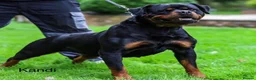 Rottweiler dogs for sale: *** Litter Due *** - Advert 4