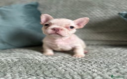 French Bulldog dogs for sale: Beautiful merle and platinum frenchies  - Image 6