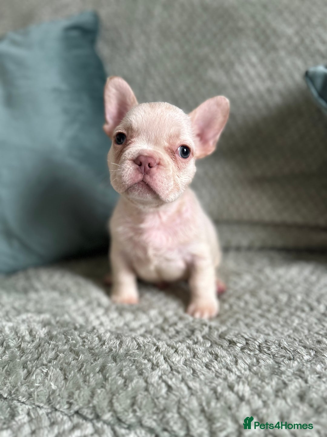 French Bulldog dogs for sale: Beautiful merle and platinum frenchies  - Image 6