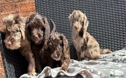 Cockapoo dogs for sale: LOVELY LITTER MERLE COCKAPOOS  - Image 10