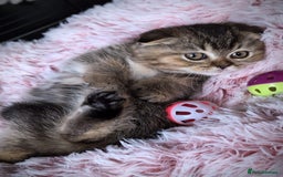 Scottish Fold cats for sale: 💙🩷LAST 2 SCOTTISH KITTENS ✅️TICA reg - Image 25