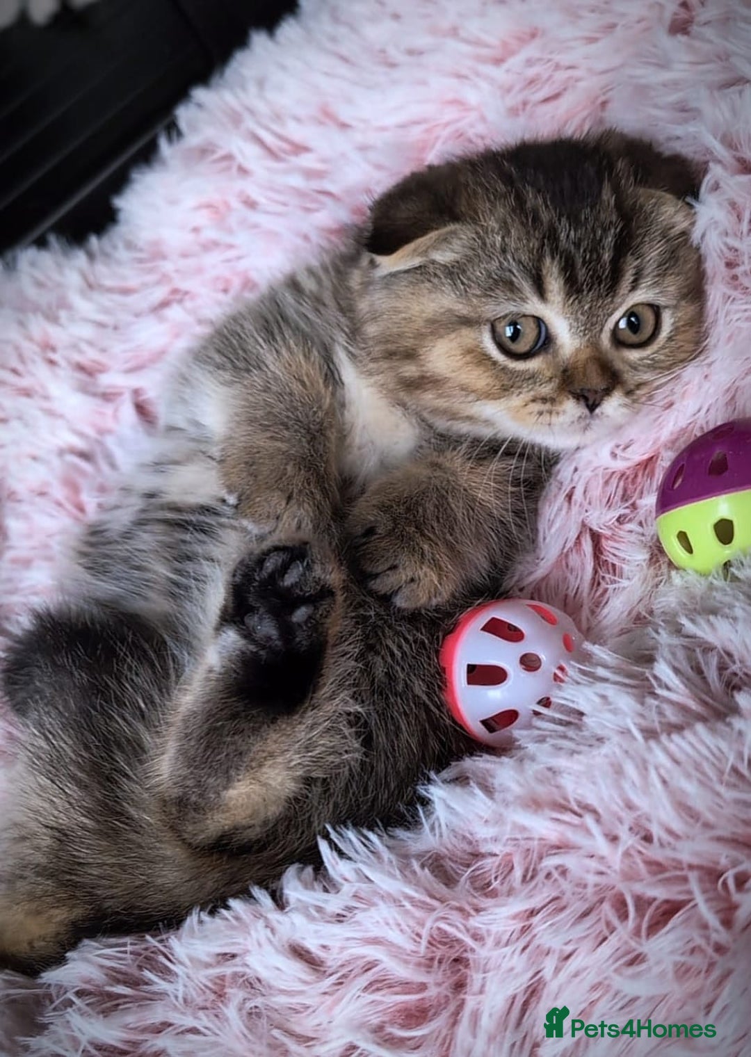 Scottish Fold cats for sale: 💙🩷LAST 2 SCOTTISH KITTENS ✅️TICA reg - Image 25