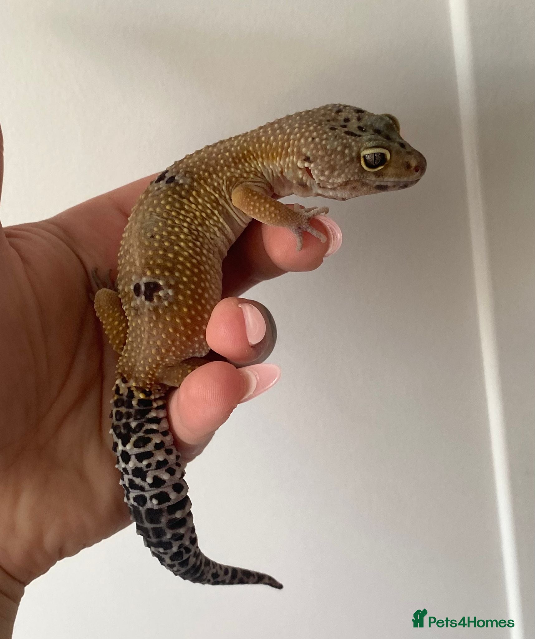 Leopard Gecko reptiles for sale: Various leopard gecko babies cb26  - Advert 6