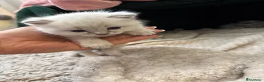 Ragdoll Kitten 1