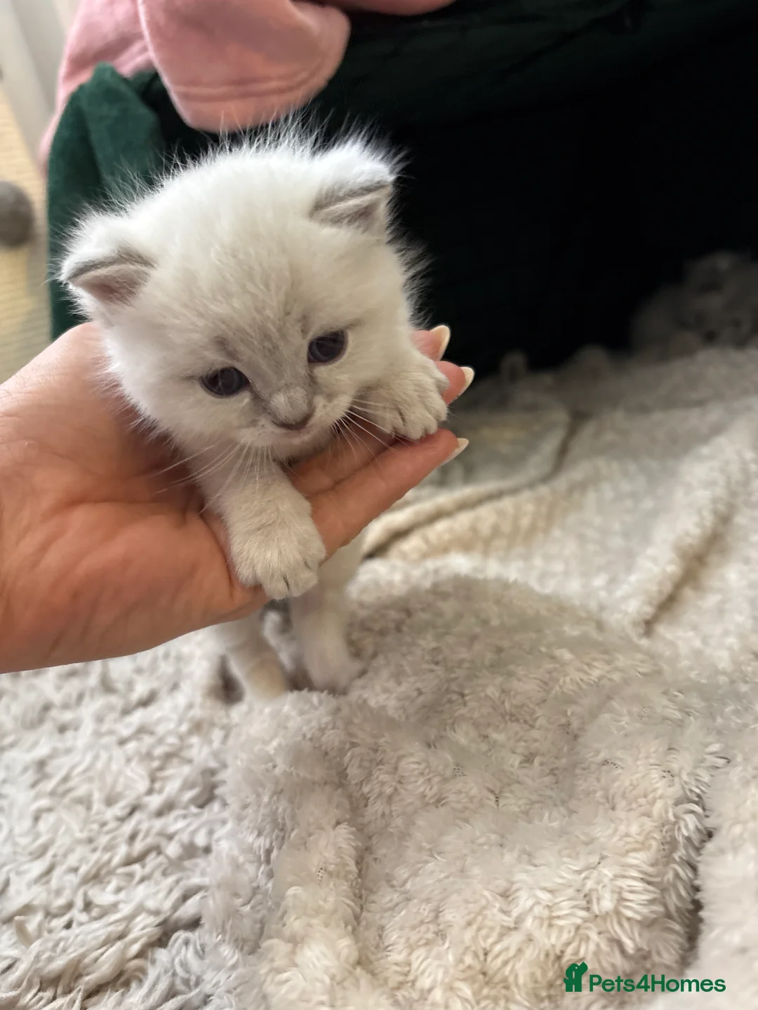 Ragdoll cats for sale: Beautiful ragdoll kittens for sale  - Advert 18