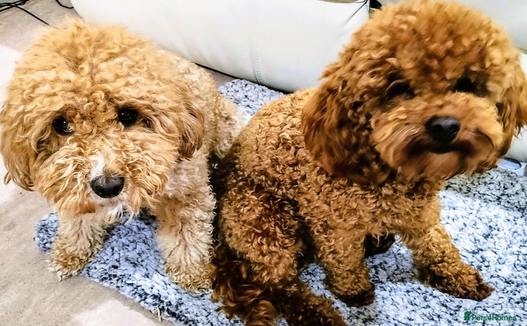 Toy Poodle dogs - Advert 1