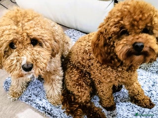 Toy Poodle dogs - Advert 8