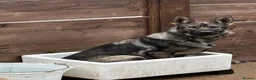 German Shepherd dogs for sale: Kc Gsd pups READY NOW 1 SABLE FEMALE AVAILABLE  - Advert 27