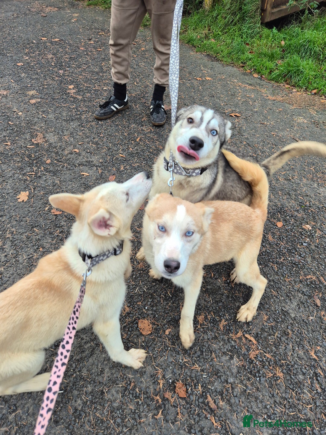 Siberian Husky dogs for sale: Beautiful Husky Looking for Their Forever Homes - Advert 5