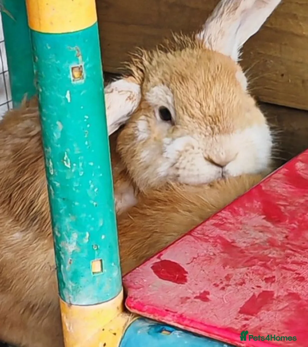 Mini Lop rabbits for sale: Mix lop brothers. in Bridgwater - Advert 2