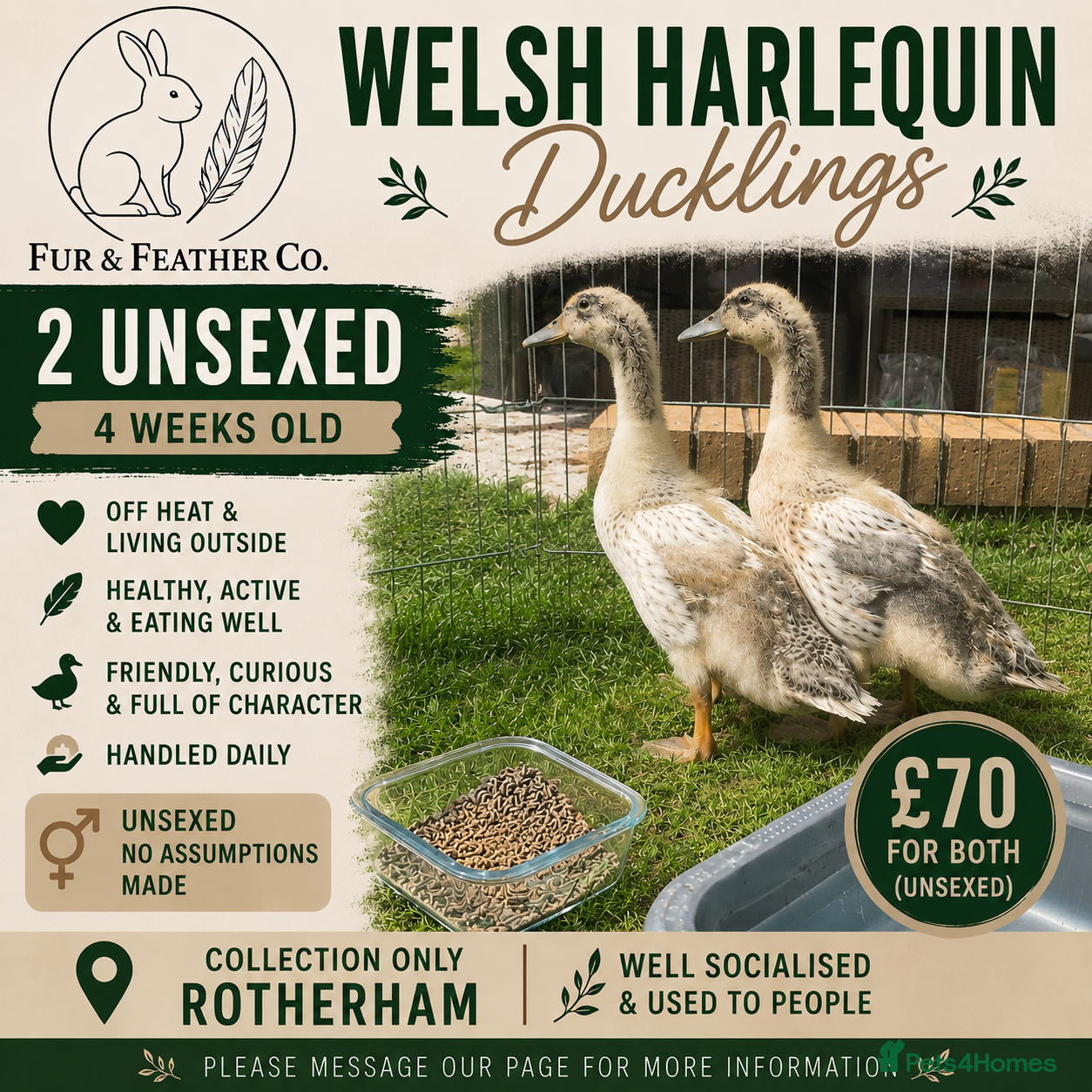 Ducks poultry 🐥 Welsh Harlequin Ducklings Available 🐥  - Advert 1